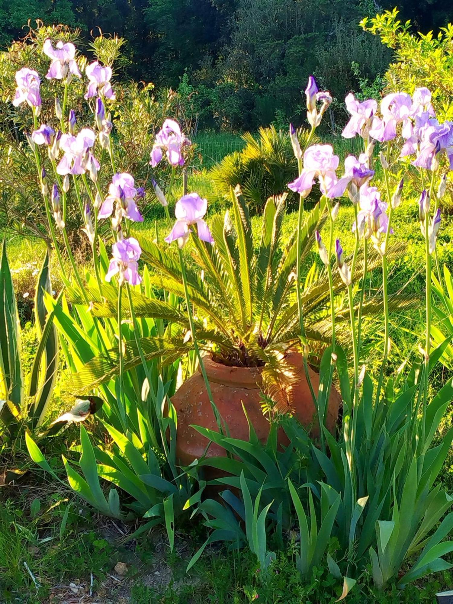 Agriturismo Podere Le Palaie Monterotondo  Buitenkant foto